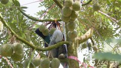 马来西亚榴莲种植的财产化、智能化注入全新动 